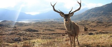 image of deer - credit Roslin Institute