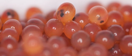 salmon fish eggs - image from event FUTURE OUTLOOK FOR GENETIC IMPROVEMENT IN AQUACULTURE 