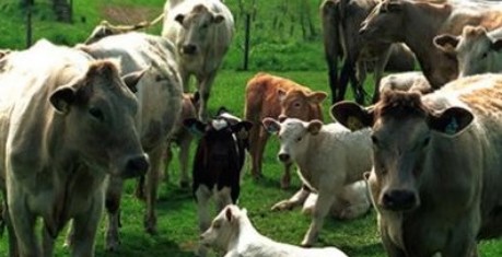 image of cows and calves in field - credit Roslin Institute