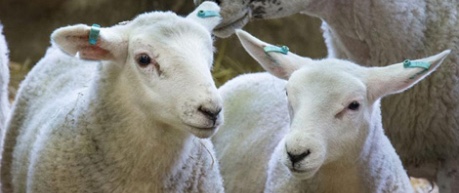 image of sheep in farm building - credit Roslin Institute