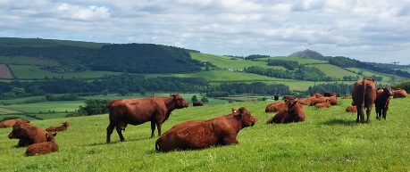 Cattle in a field - credit Roslin Innovation Centre LP