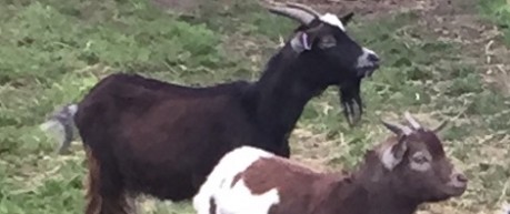 image of goats in field - credit Roslin Innovation Centre