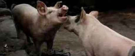 image of aggressive pigs - credit University of Edinburgh