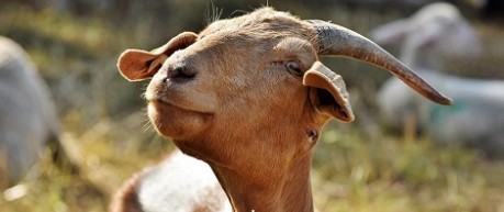 image of goat - credit Roslin Institute