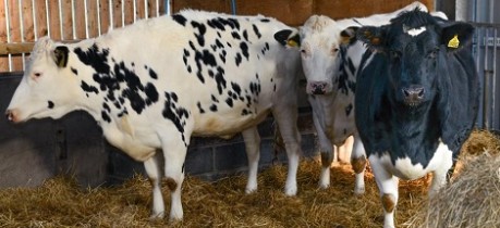 Cows in barn - credit The Roslin Institute