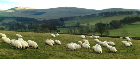 sheep on hill - credit The Roslin Institute