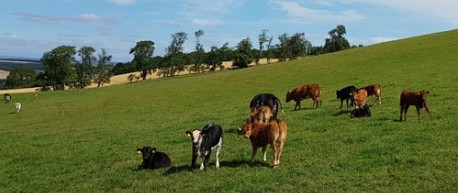 image of cow with calves - credit Roslin Innovation Centre