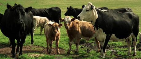 photo of herd of cattle in field - credit The Roslin Institute