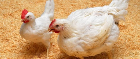Two white chickens - credit Roslin Innovation Centre