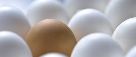 Chicken eggs - credit Roslin Innovation Centre