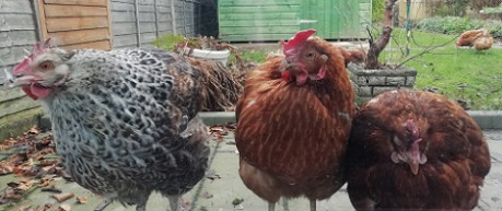 Three chickens in a garden - credit Roslin Innovation Centre
