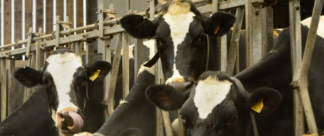 Photo of Cows in a shed - credit The Roslin Institute
