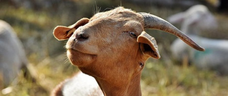 Brown goat - credit The University of Edinburgh