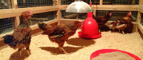 Red hens in an enclosure - credit Roslin Innovation Centre