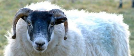 A Scottish Blackface sheep
