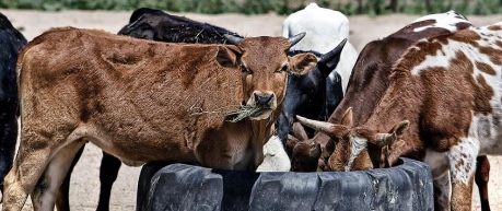 image of tropical livestock, cattle
