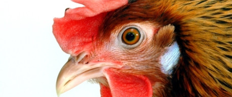 Close up image of a chicken - credit University of Edinburgh