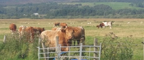 Brown cows in a field - credit Roslin Innovation Centre