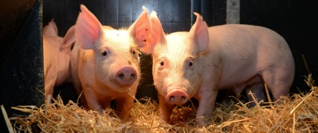 Piglets in a barn - credit The Roslin Institute