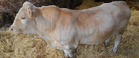 Bull standing in an indoor pen - credit University of Edinburgh