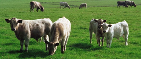 cattle in field - credit University of Edinburgh, Roslin Institute