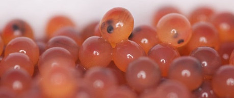 Close up of fish eggs - credit UoE, Roslin Institute