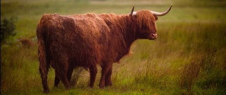 Highland cattle in a field - credit the University of Ediinburgh