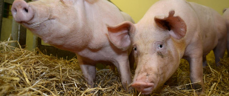 Pigs indoors - credit Roslin Institute