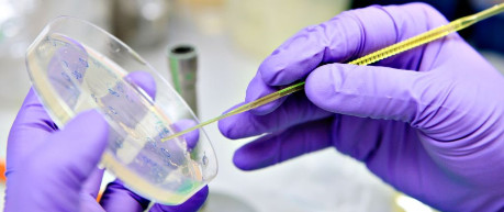 Close-up of hands holding a petri dish - credit unknown