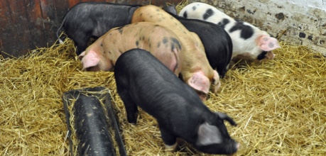 Pigs in barn - credit Roslin Innovation Centre, LP