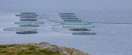 Sustainable aquaculture, fish farm in Scotland - Innogen