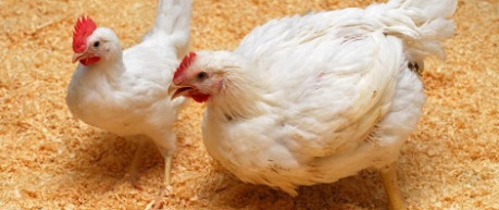 Chickens indoors - credit Roslin Institute