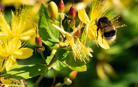 Bee on flowers, an example of pollinator in a natural environment - credit Roslin Innovation centre/LP