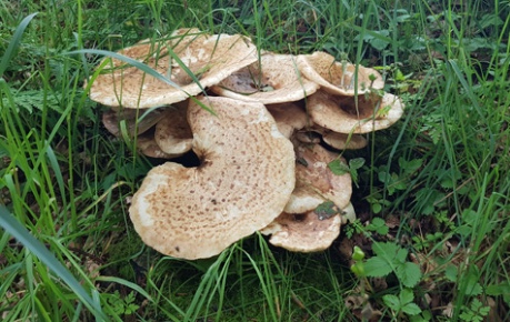 Fungi in a field - credit Midlothian Science Zone/LP