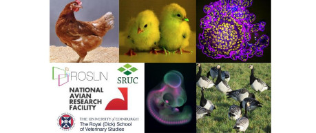 Avian Research Symposium - credit Roslin Institute