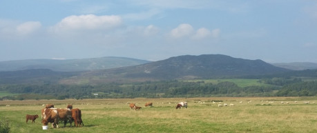 Cows in a field with hills in the background - credit unknown