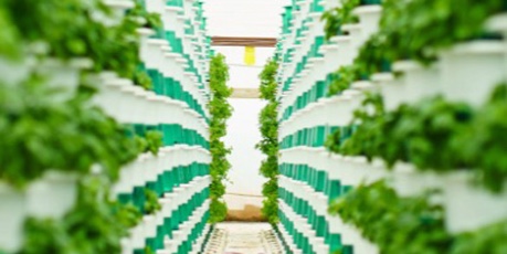 Growing crops through controlled environments - credit Innovate UK