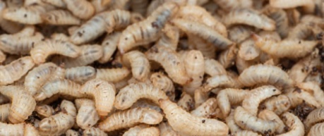 Beta Bugs Black Soldier Fly larvae at the MYGroup