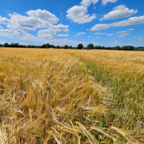 A field of wheat