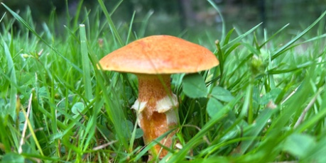 Close up of fungi in long grass - credit Rhizocore Technologies
