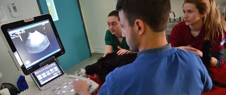 Vet Clinical services research - credit University of Edinburgh, The Royal (Dick) School of Veterinary Studies