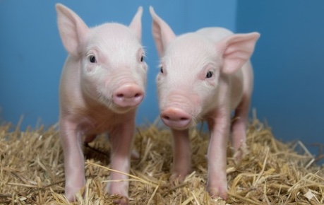 Piglets - image credit Roslin Institute