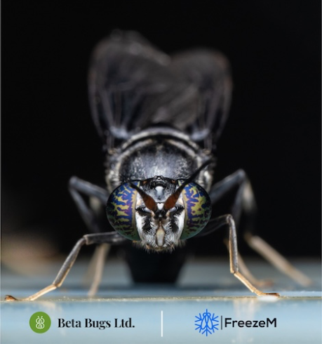Photo of Black Soldier Fly with Beta Bugs and FreezeM logos, announcing partnership